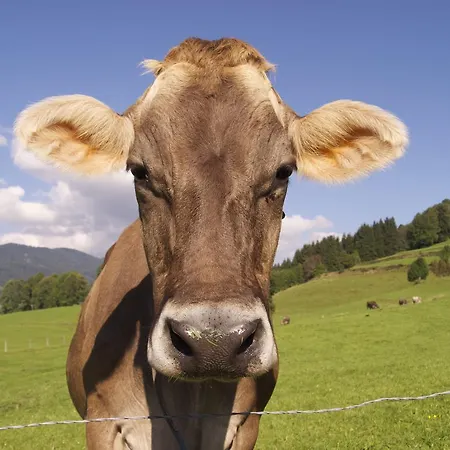 Hotel Panorama Kaserer Fischen im Allgäu