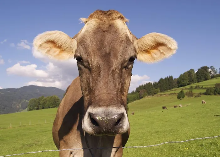 فندق Panorama Kaserer فيشن